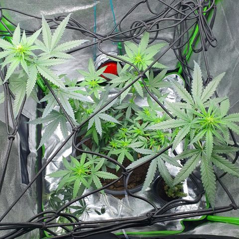 Driving ban growlog timeline photo