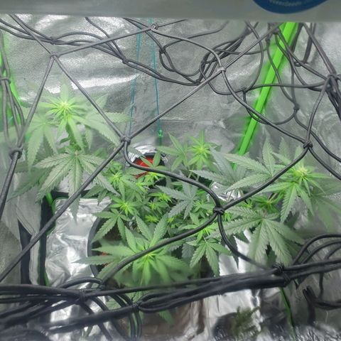 Driving ban growlog timeline photo