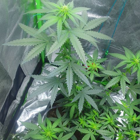 Driving ban growlog timeline photo