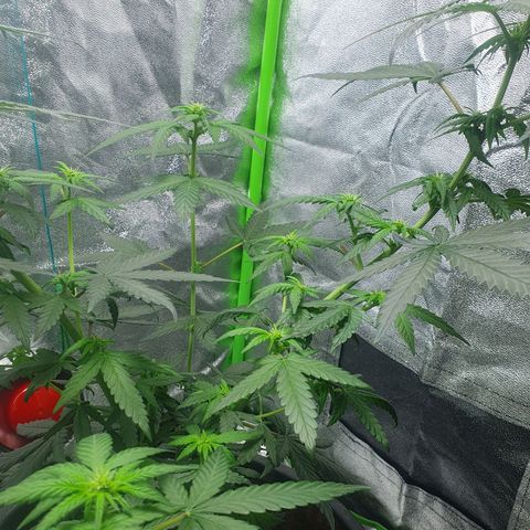 Driving ban growlog timeline photo