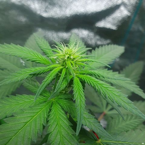 Driving ban growlog timeline photo