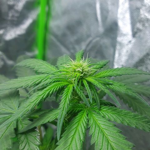 Driving ban growlog timeline photo