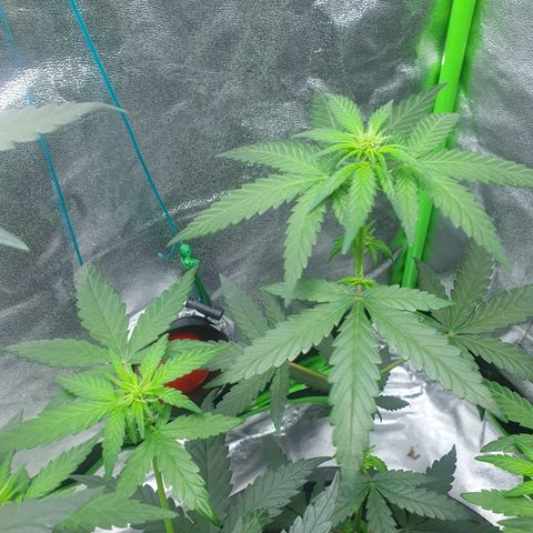 Driving ban growlog timeline photo
