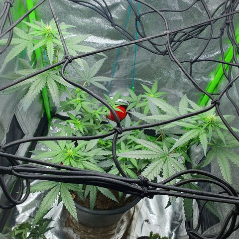 Driving ban growlog timeline photo