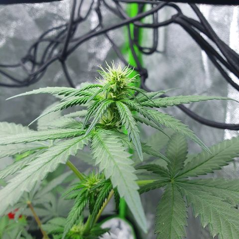 Driving ban growlog timeline photo