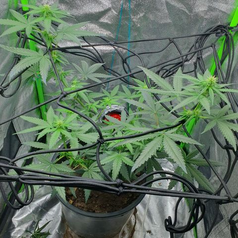 Driving ban growlog timeline photo