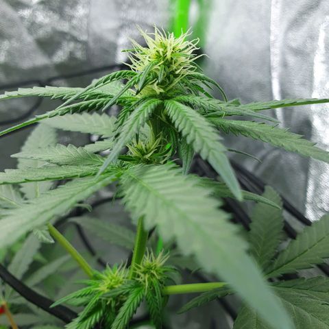 Driving ban growlog timeline photo