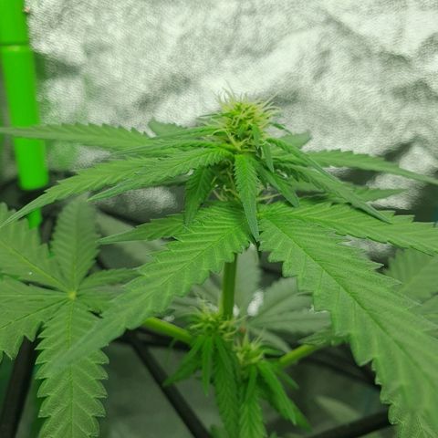 Driving ban growlog timeline photo