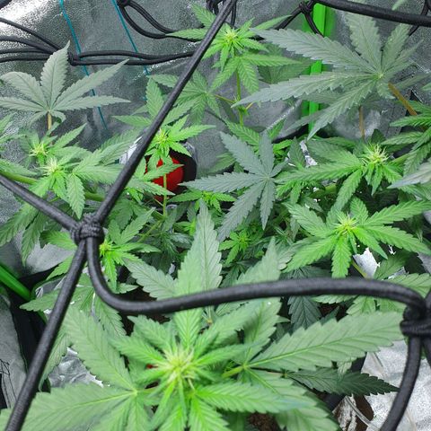 Driving ban growlog timeline photo