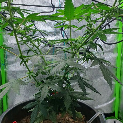 Driving ban growlog timeline photo