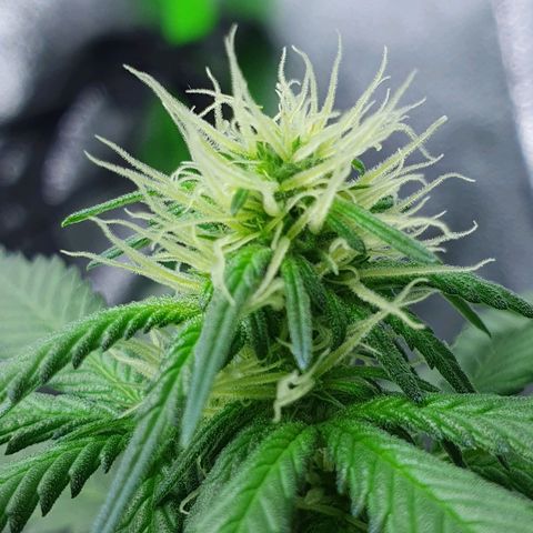 Driving ban growlog timeline photo