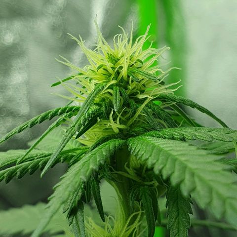 Driving ban growlog timeline photo