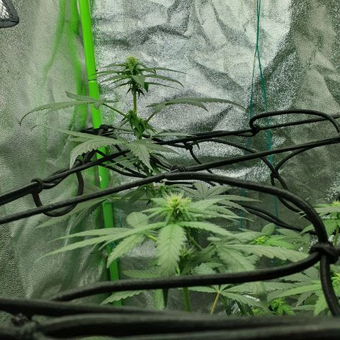 Driving ban growlog timeline photo