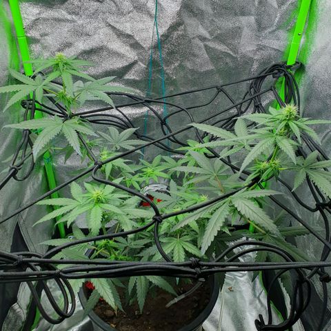 Driving ban growlog timeline photo