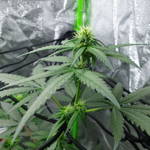 Driving ban growlog timeline photo