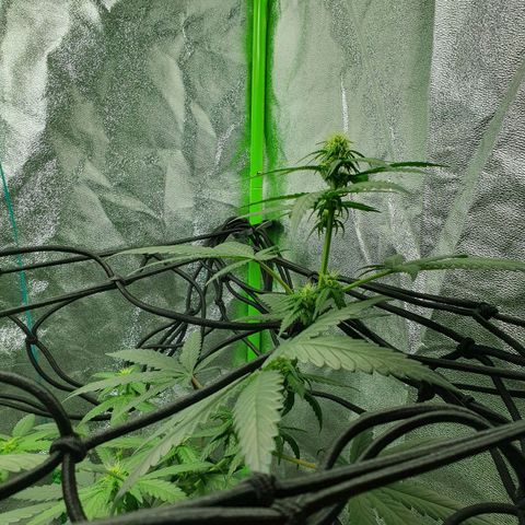 Driving ban growlog timeline photo