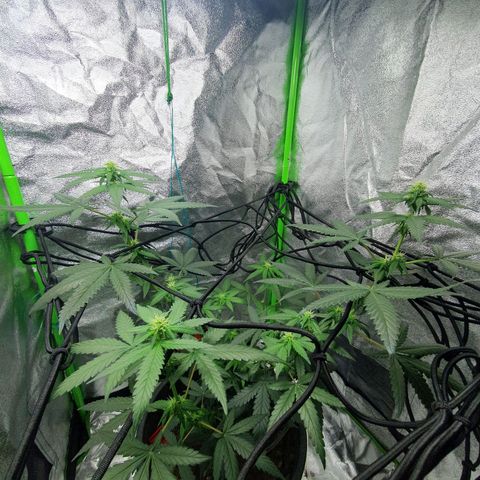 Driving ban growlog timeline photo