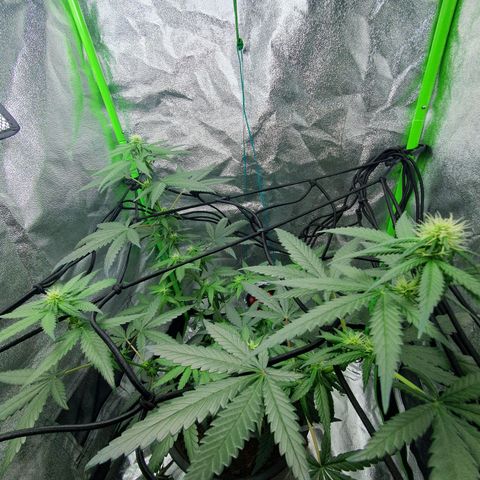 Driving ban growlog timeline photo
