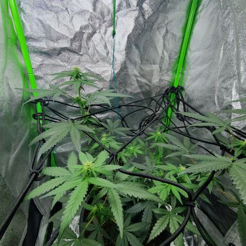 Driving ban growlog timeline photo
