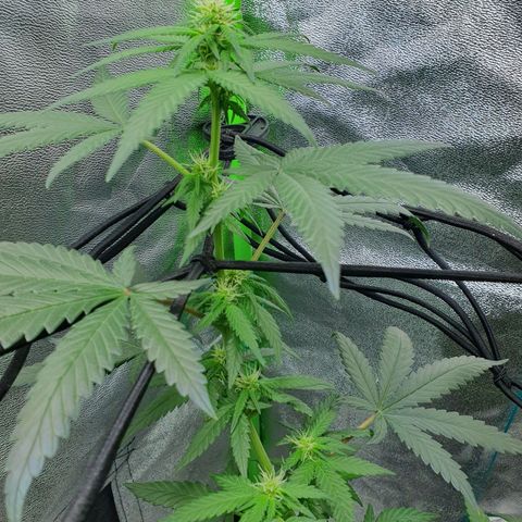 Driving ban growlog timeline photo