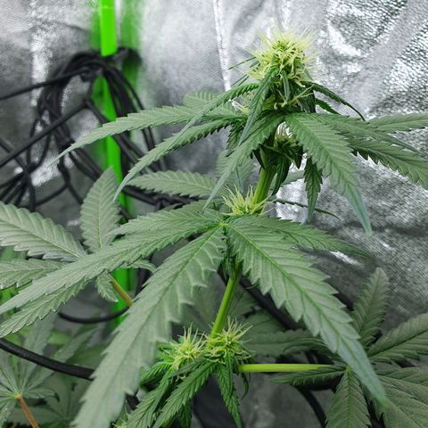 Driving ban growlog timeline photo
