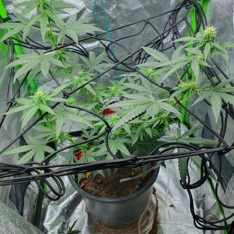 Driving ban growlog timeline photo