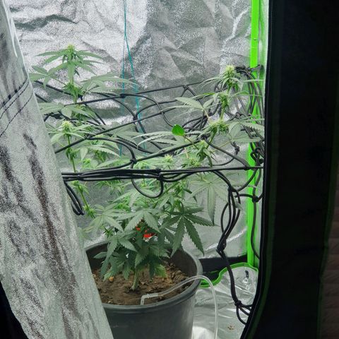 Driving ban growlog timeline photo