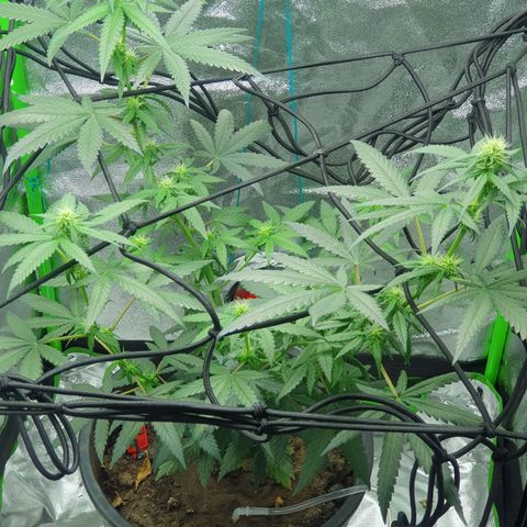 Driving ban growlog timeline photo