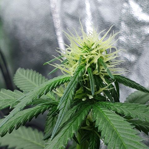 Driving ban growlog timeline photo