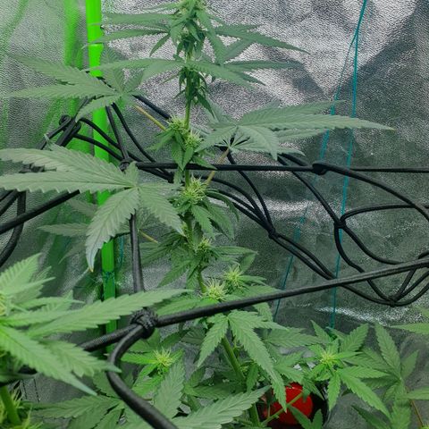 Driving ban growlog timeline photo