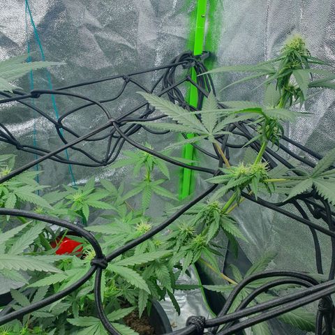 Driving ban growlog timeline photo