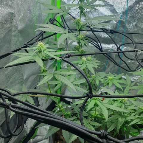Driving ban growlog timeline photo
