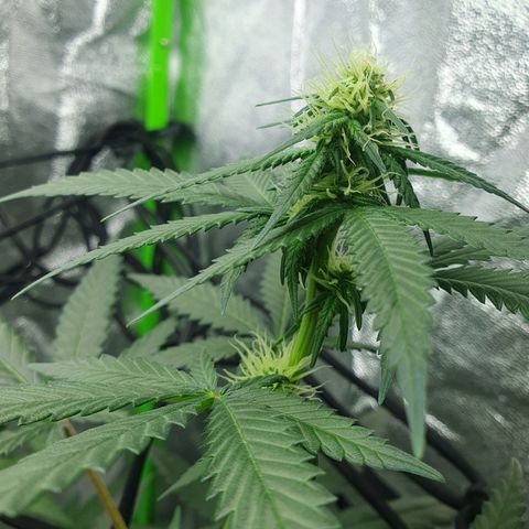 Driving ban growlog timeline photo
