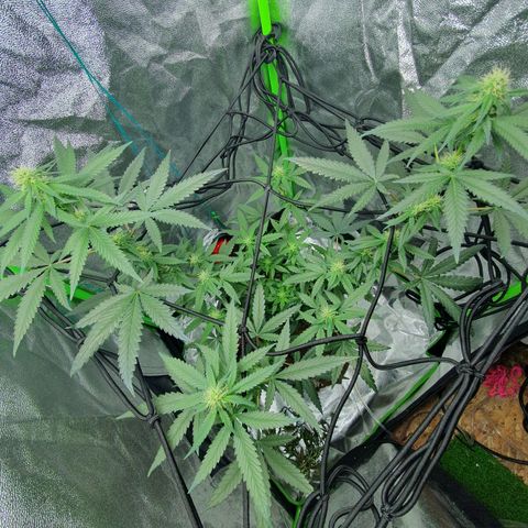 Driving ban growlog timeline photo