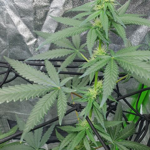 Driving ban growlog timeline photo