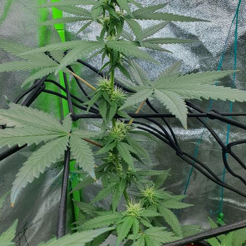 Driving ban growlog timeline photo