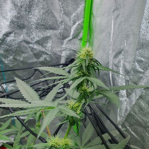 Driving ban growlog timeline photo
