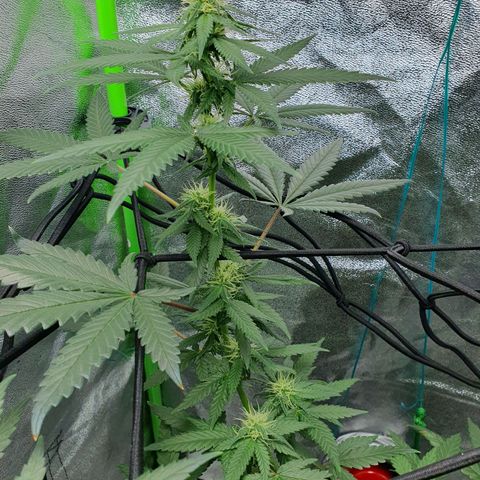 Driving ban growlog timeline photo