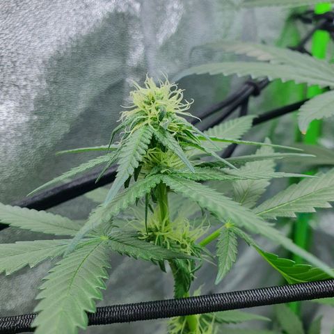 Driving ban growlog timeline photo