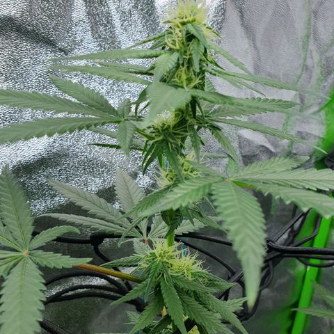 Driving ban growlog timeline photo
