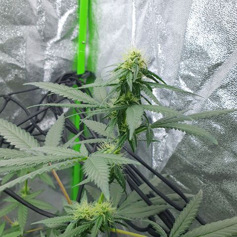 Driving ban growlog timeline photo