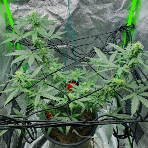Driving ban growlog timeline photo