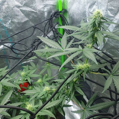Driving ban growlog timeline photo