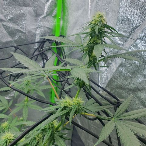 Driving ban growlog timeline photo