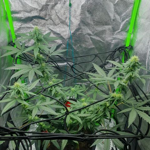 Driving ban growlog timeline photo