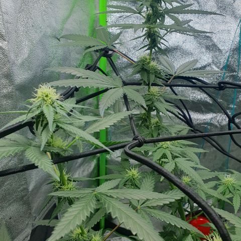 Driving ban growlog timeline photo