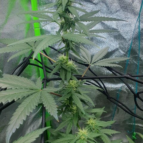 Driving ban growlog timeline photo