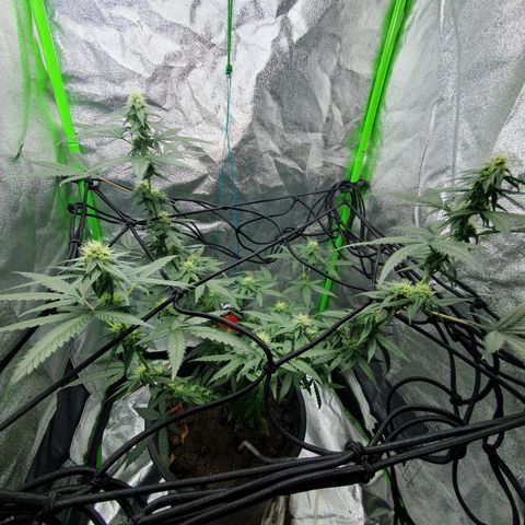 Driving ban growlog timeline photo