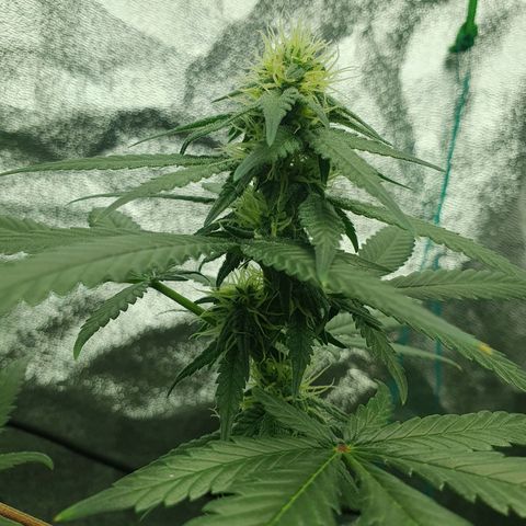 Driving ban growlog timeline photo