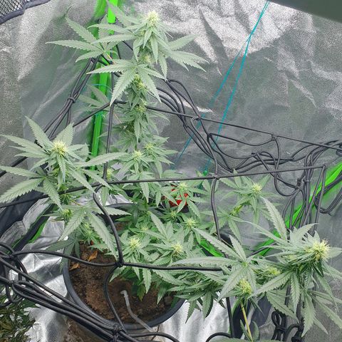 Driving ban growlog timeline photo